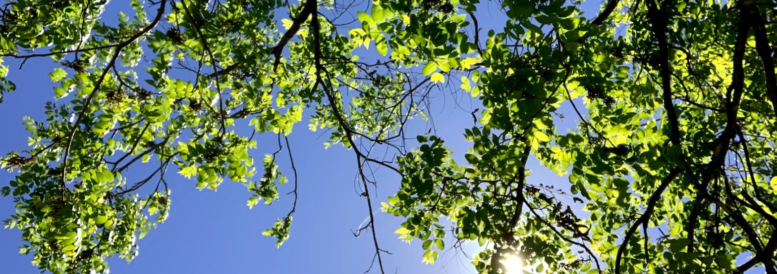 Image of green leaves on a tree with a sunny sky background
