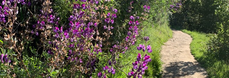 walking path in nature with purple flowers on the side