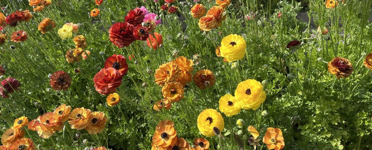 a collection of colorful flowers